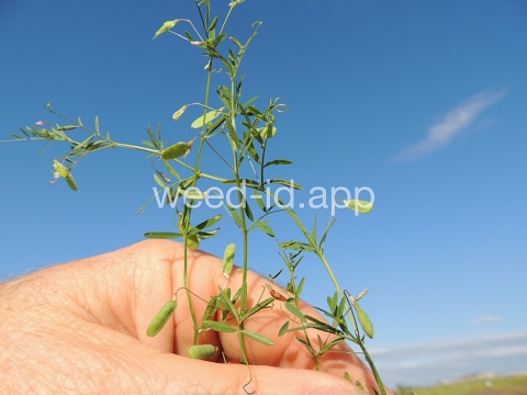 vetch, four seeded